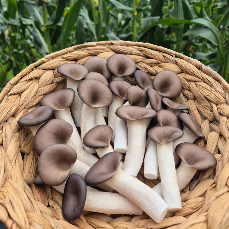 여우골 버섯농장,여우골버섯농장 느타리버섯 (1kg)