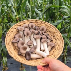 여우골버섯농장 느타리버섯 (1kg)