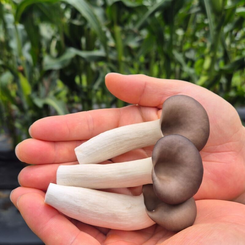 여우골 버섯농장,여우골버섯농장 느타리버섯 (1kg)