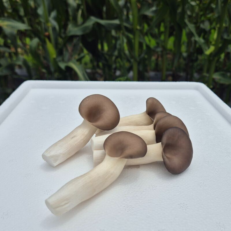 여우골 버섯농장,여우골버섯농장 느타리버섯 (1kg)